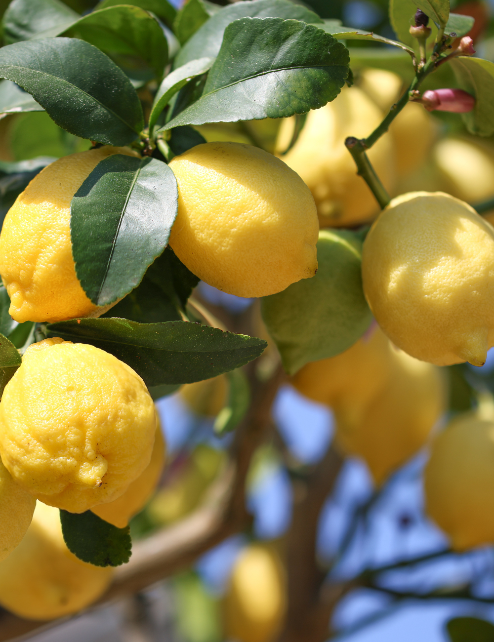 Shop Secondary Image