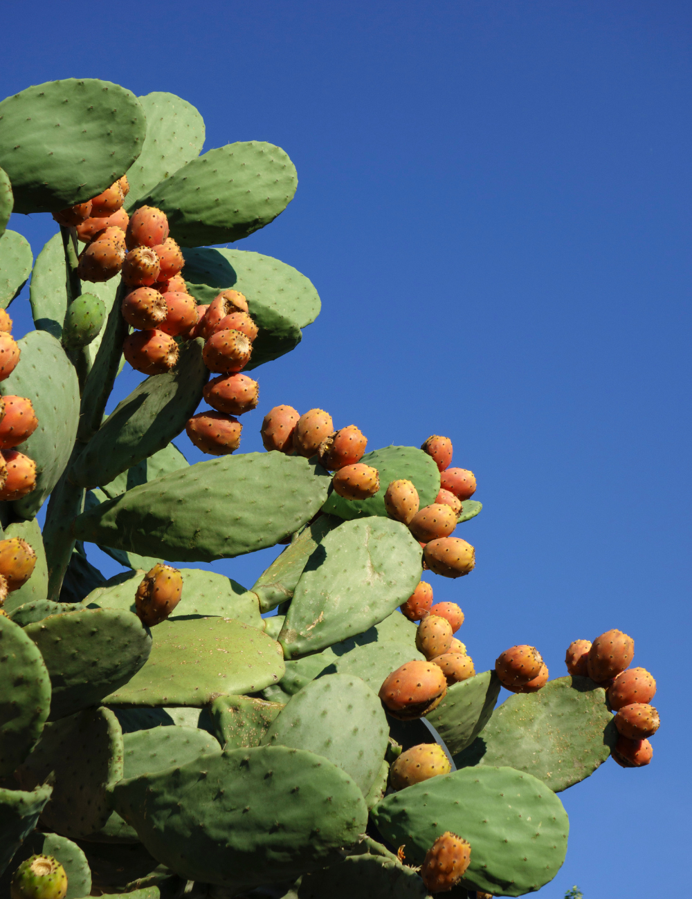 Shop Secondary Image Shop Secondary Image