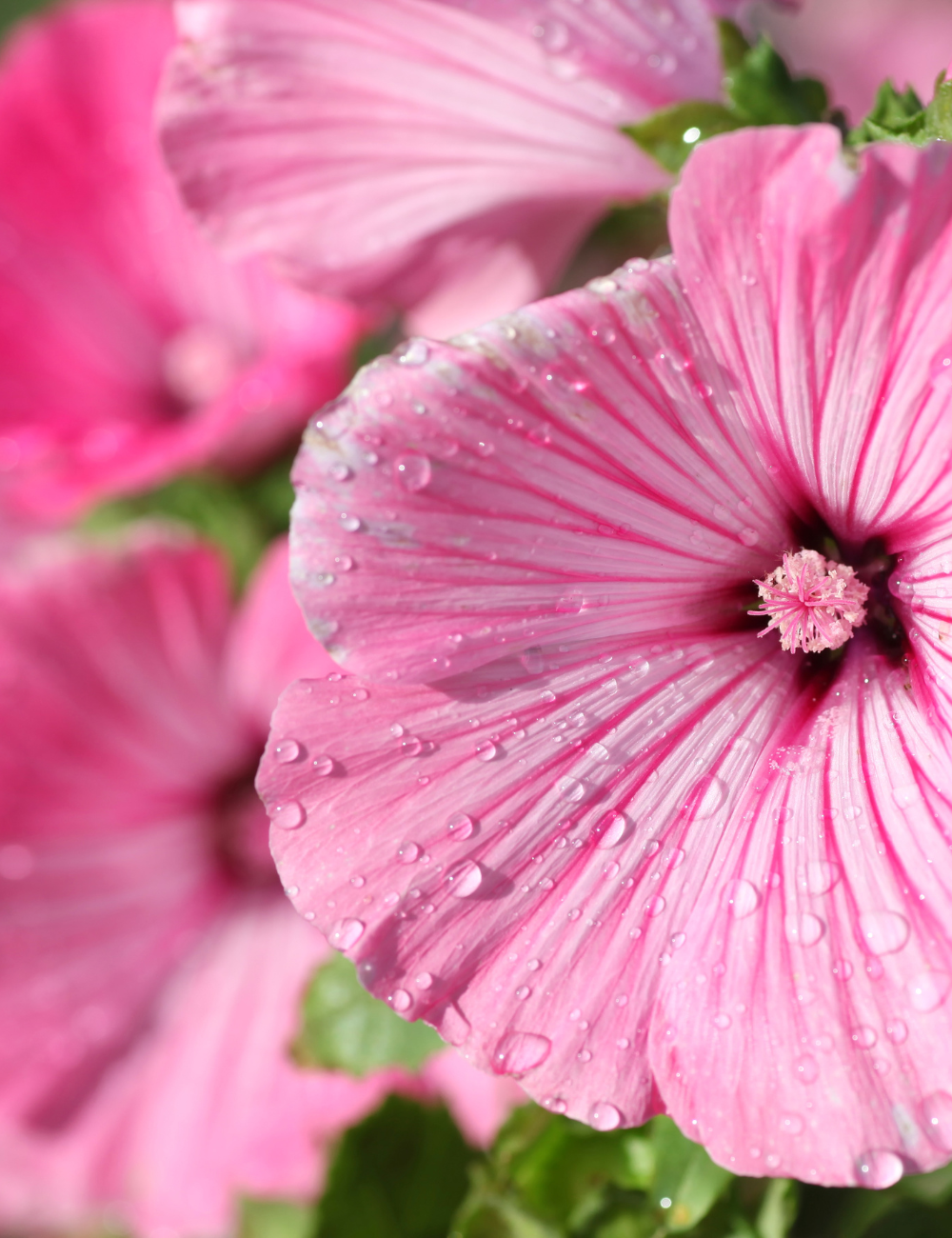 Shop Secondary Image Shop Secondary Image