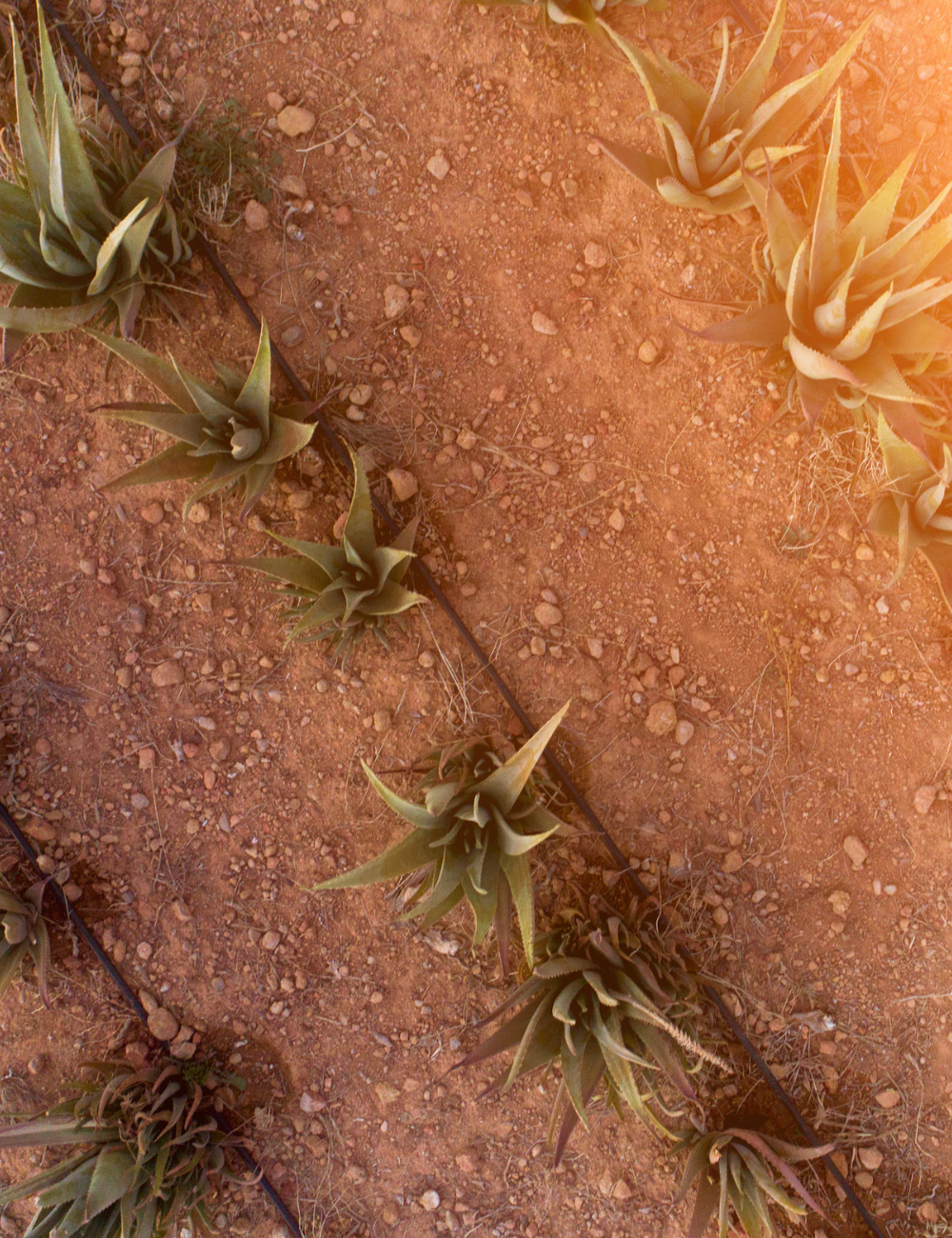 Shop Secondary Image Shop Secondary Image