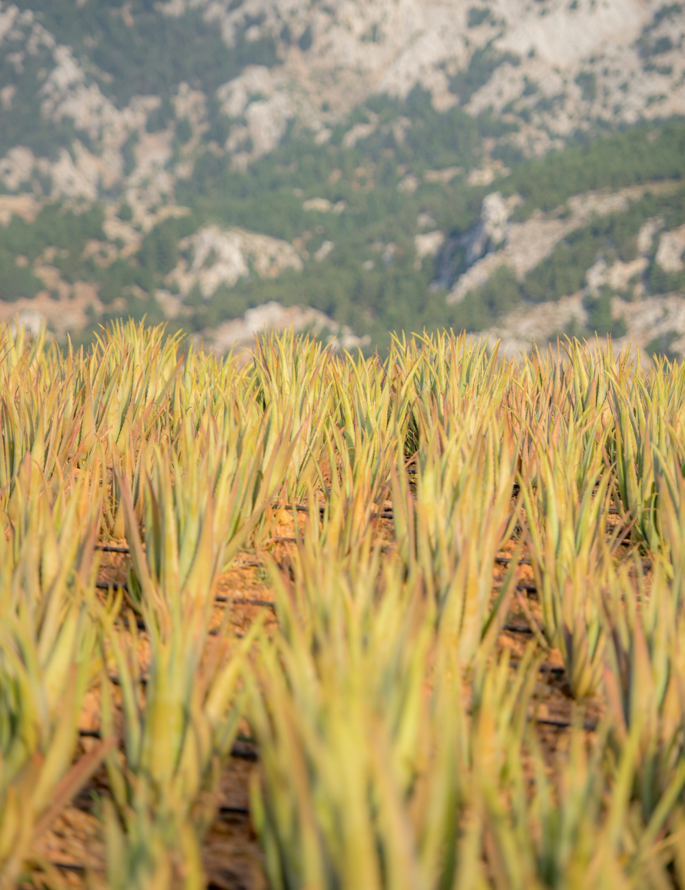 Shop Secondary Image Shop Secondary Image