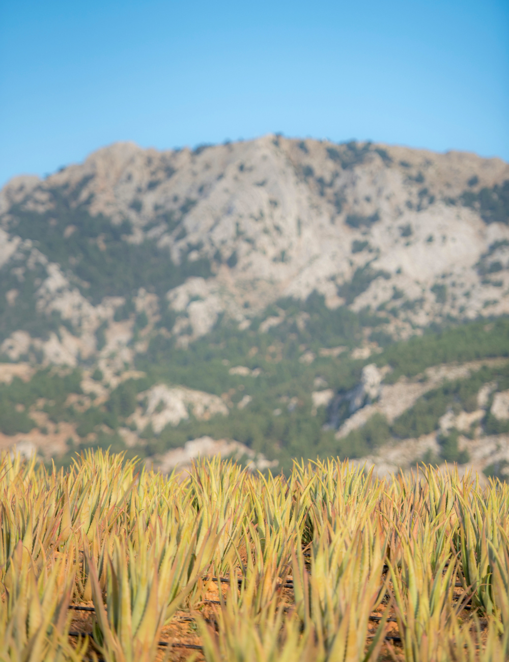 Shop Secondary Image Shop Secondary Image