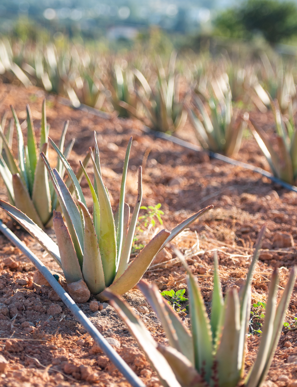 Shop Secondary Image Shop Secondary Image