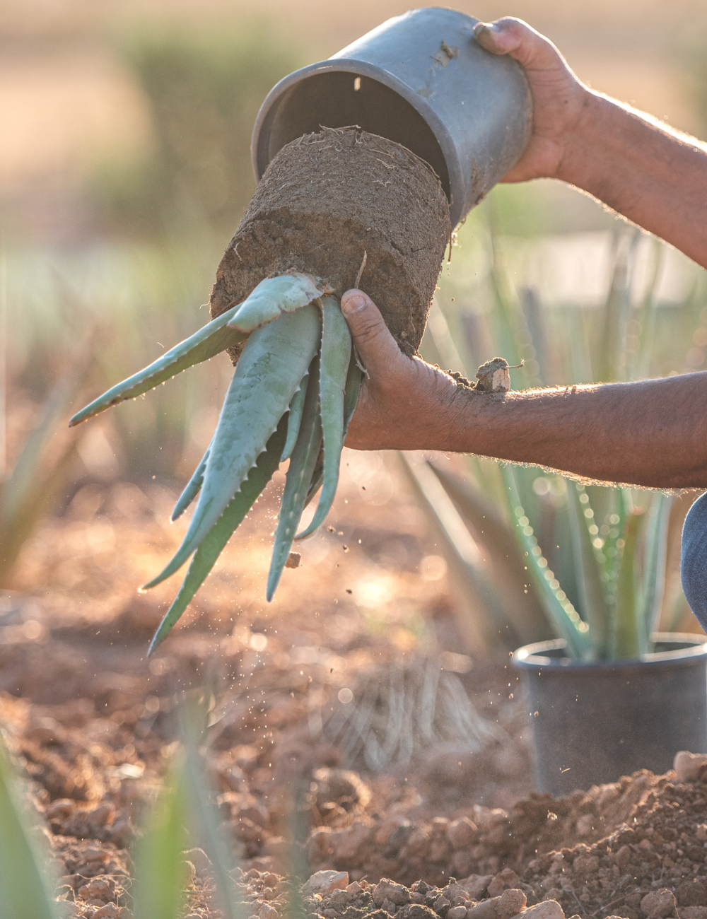 Shop Secondary Image