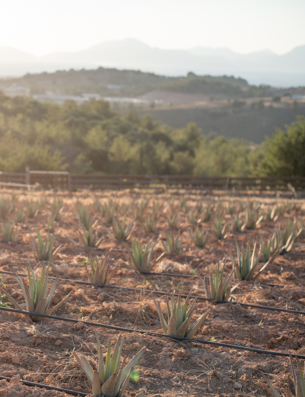 Shop Secondary Image Shop Secondary Image